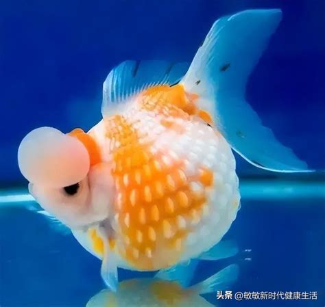 金魚頭下尾上|金魚總是頭朝下該怎麼處理，金魚頭朝下是怎麼回事？